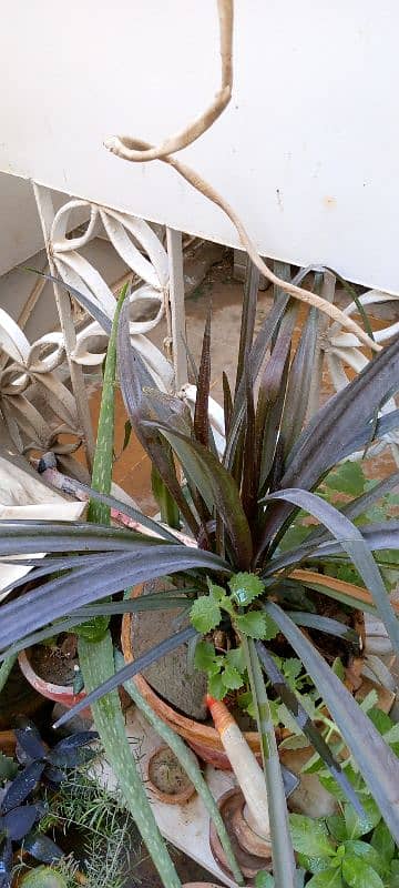indoor plants 1