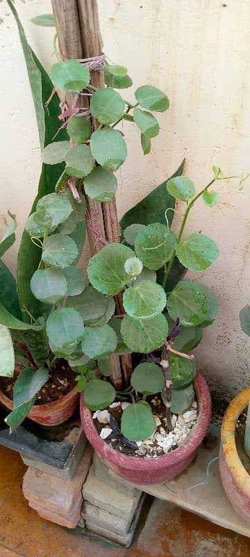 indoor plants 2