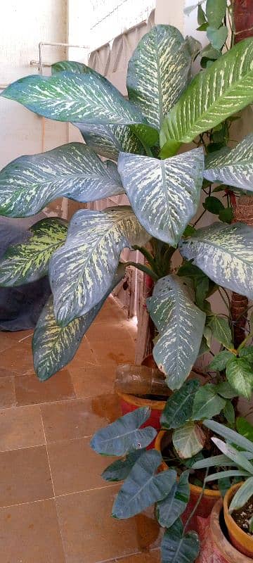 indoor plants 3