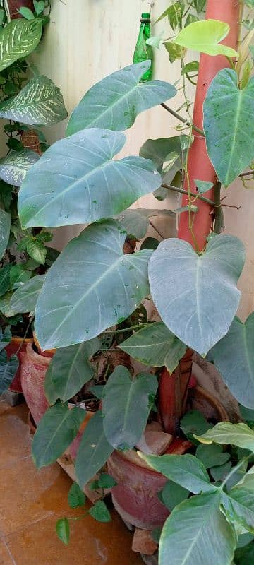 indoor plants 5