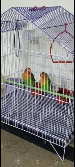 Birds Cage