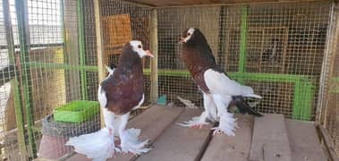 Megpei home breed birds pair
