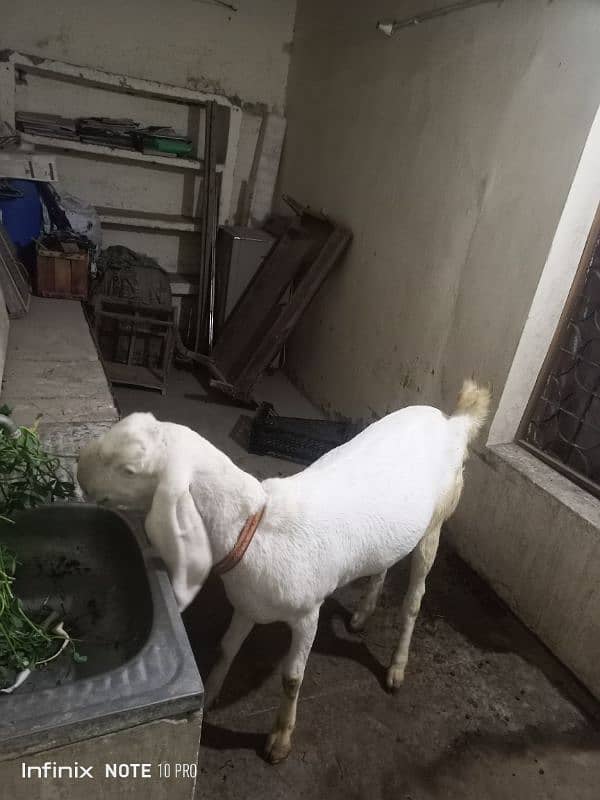 Ranjan pori bakri sath do bachy Hain 1