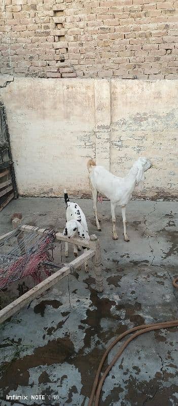Ranjan pori bakri sath do bachy Hain 2