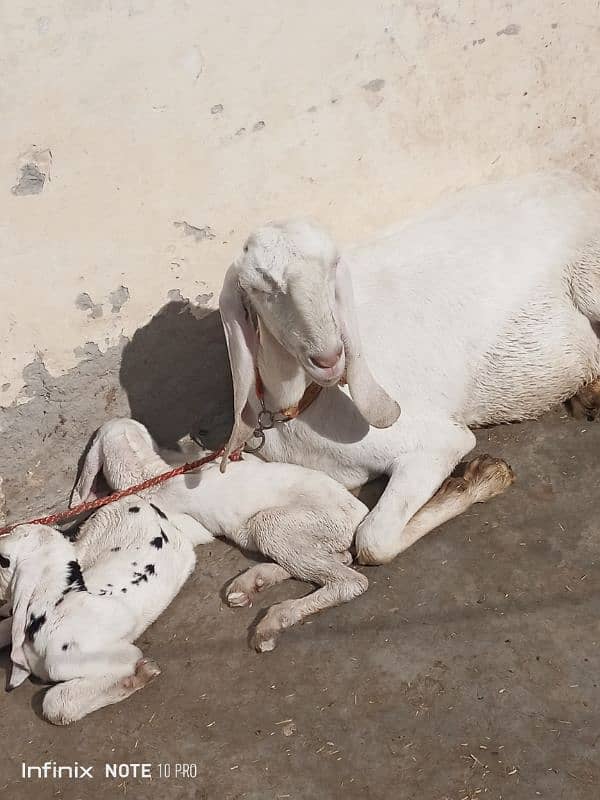 Ranjan pori bakri sath do bachy Hain 3