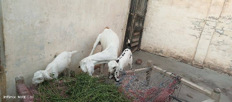 Ranjan pori bakri sath do bachy Hain 4
