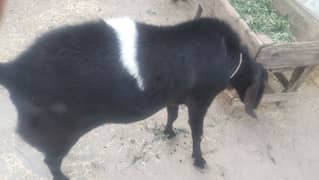 BAKRA FOR SALE dunda khasi ni hi