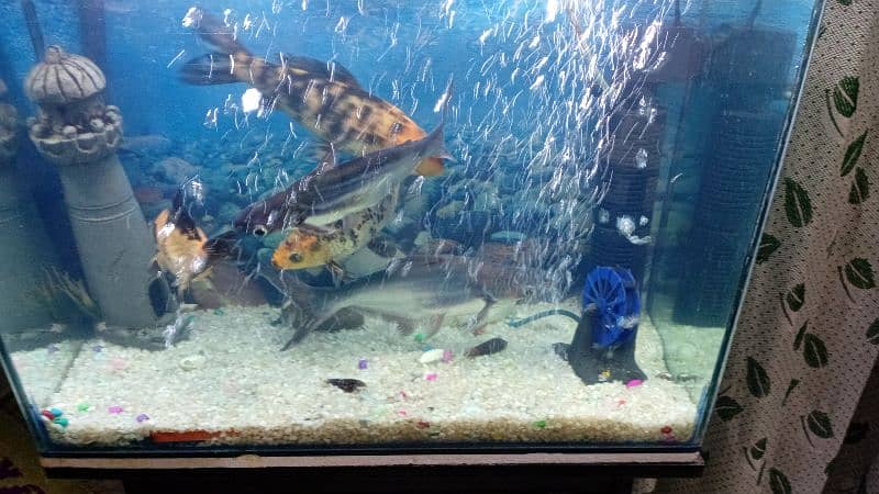 Fish Aquarium for sale 2