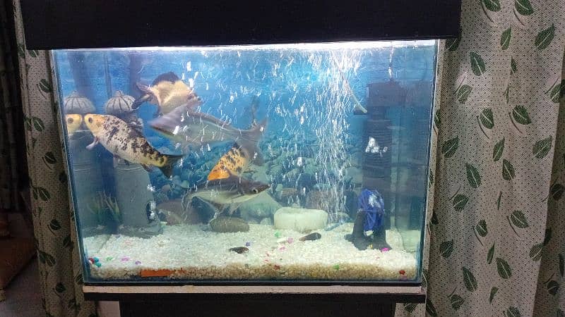 Fish Aquarium for sale 3