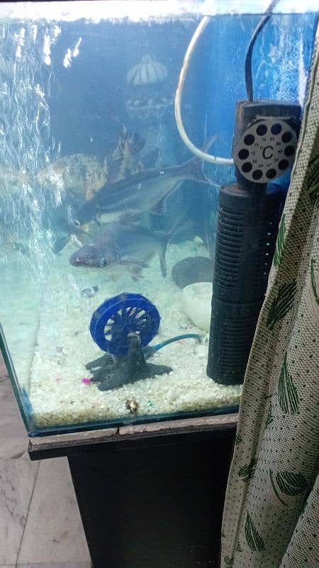 Fish Aquarium for sale 4