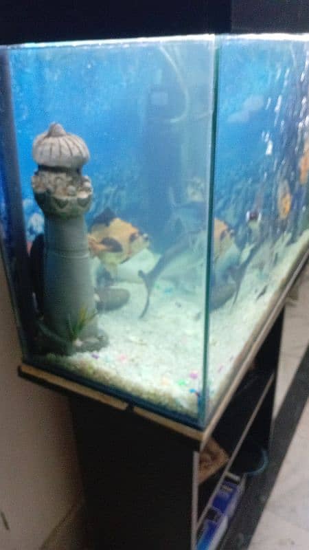 Fish Aquarium for sale 5