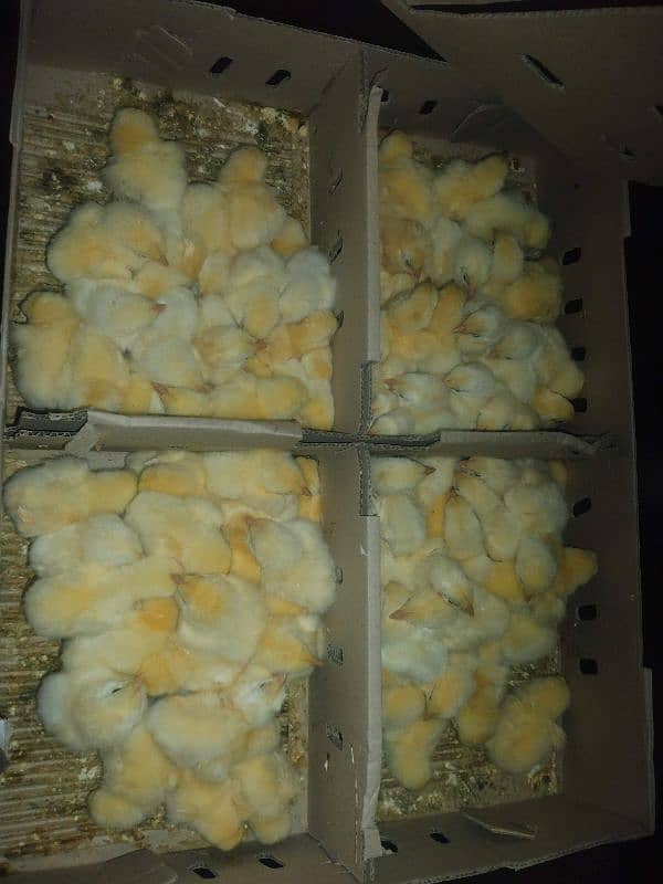 golden misri chicks or duck chicks 4