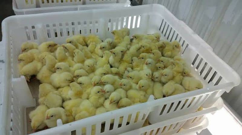 golden misri chicks or duck chicks 5