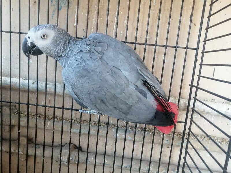 African grey breeder male 1