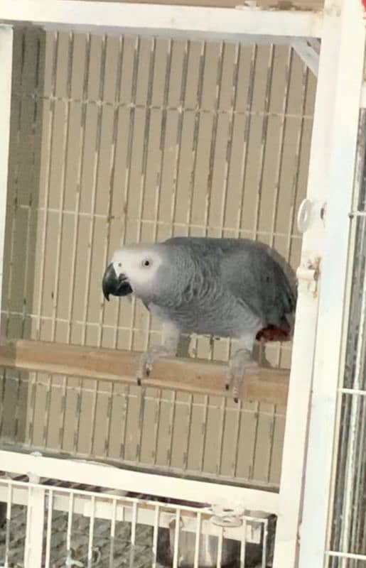 African grey breeder male 2