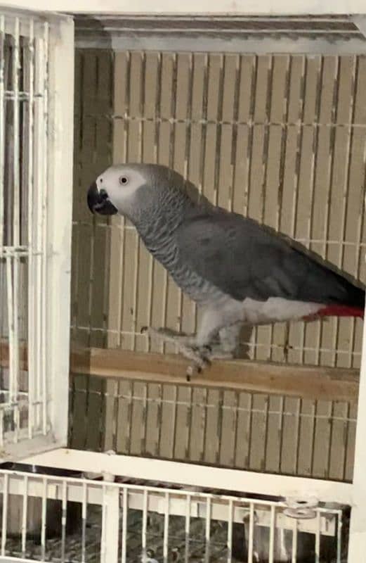 African grey breeder male 3