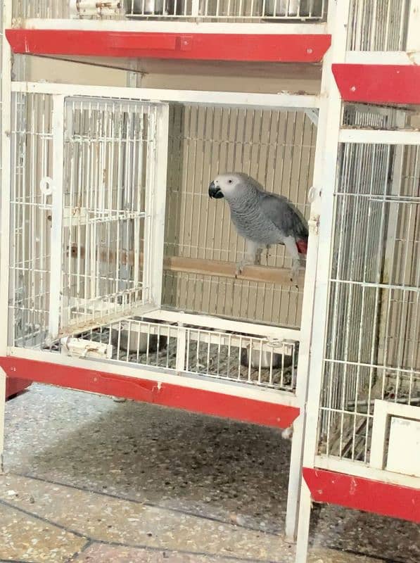 African grey breeder male 4