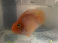 Parrot fish for sale