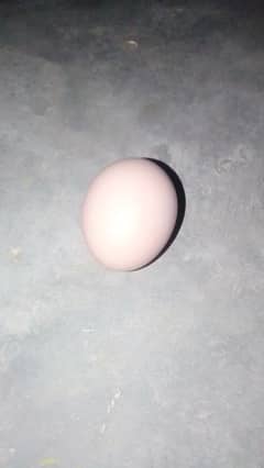 attahabib
