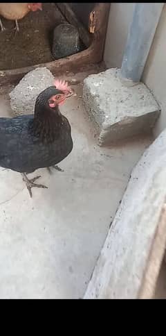 hens