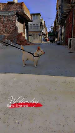Rosi