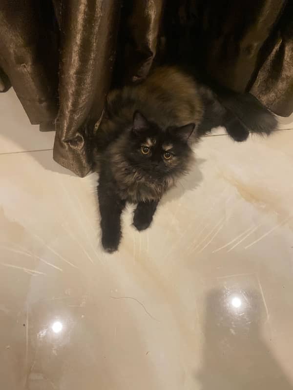 calm and paly fully kitten 0