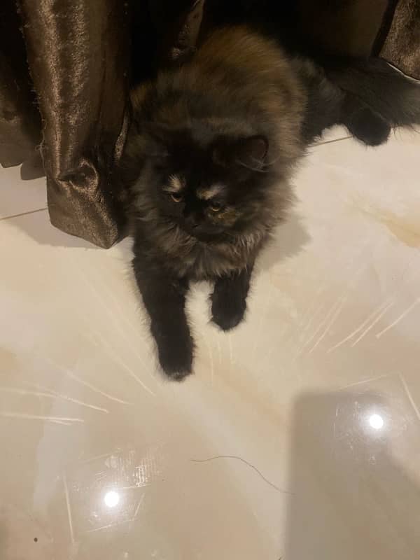 calm and paly fully kitten 1