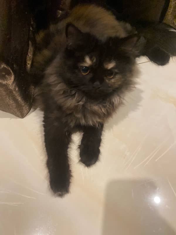 calm and paly fully kitten 2