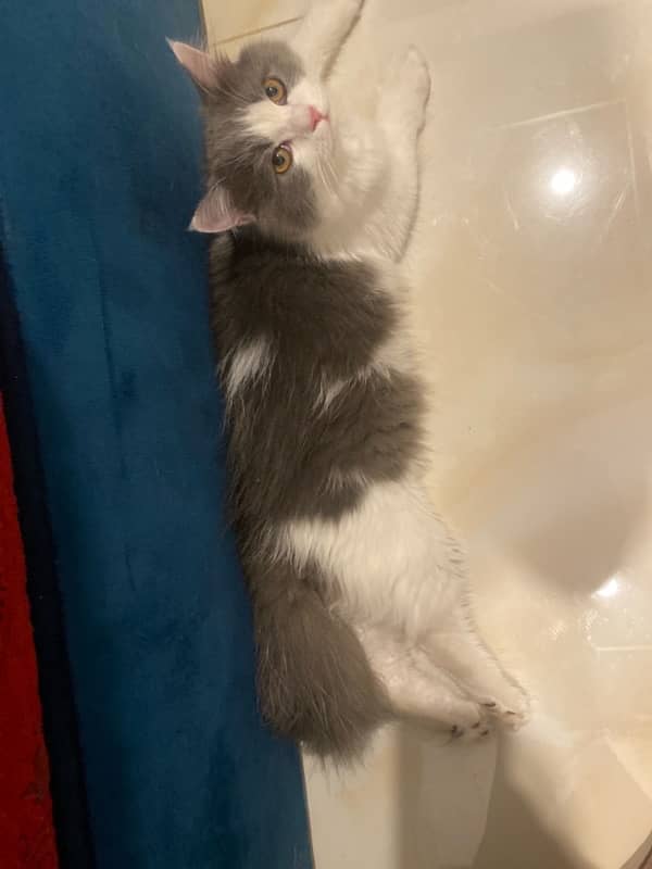 calm and paly fully kitten 3
