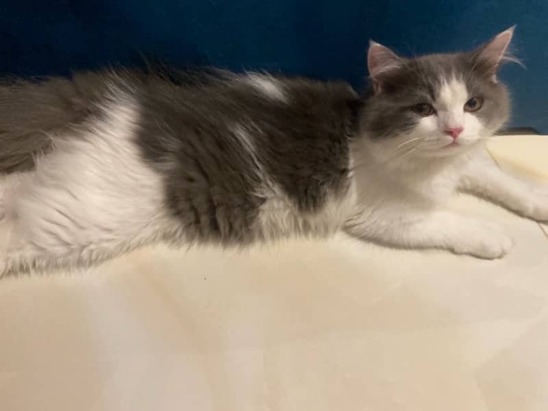 calm and paly fully kitten 4