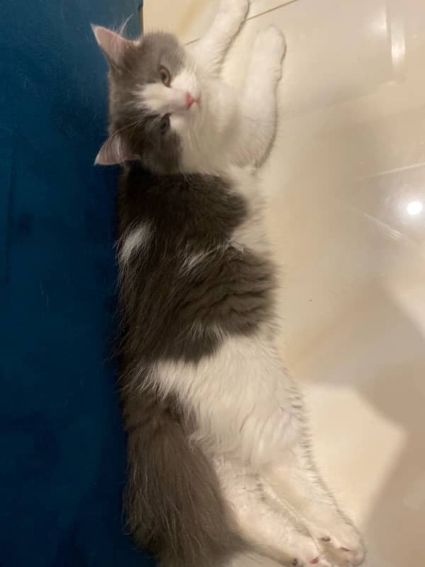 calm and paly fully kitten 5
