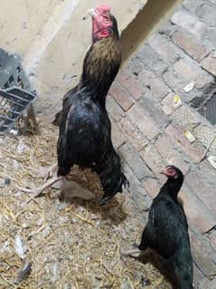 aseel mushka pair and chiks for sale 03436602706