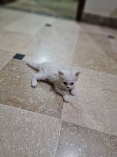 Persian kittens each 10k
