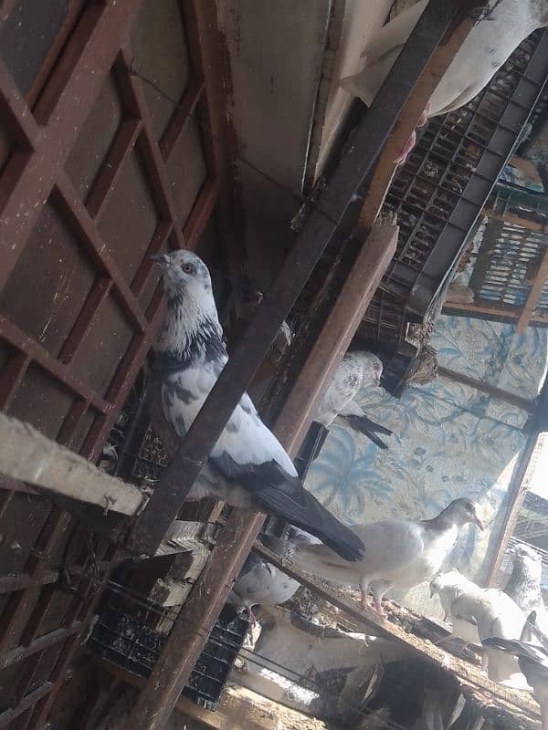 pigeon 0