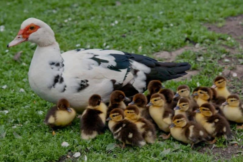 mescovy ducks 0