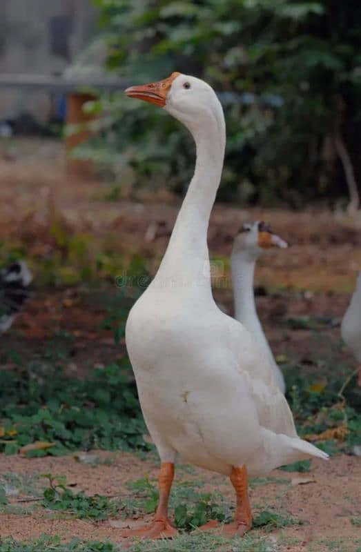 mescovy ducks 1