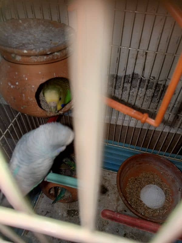 Australian budgies parrot 0