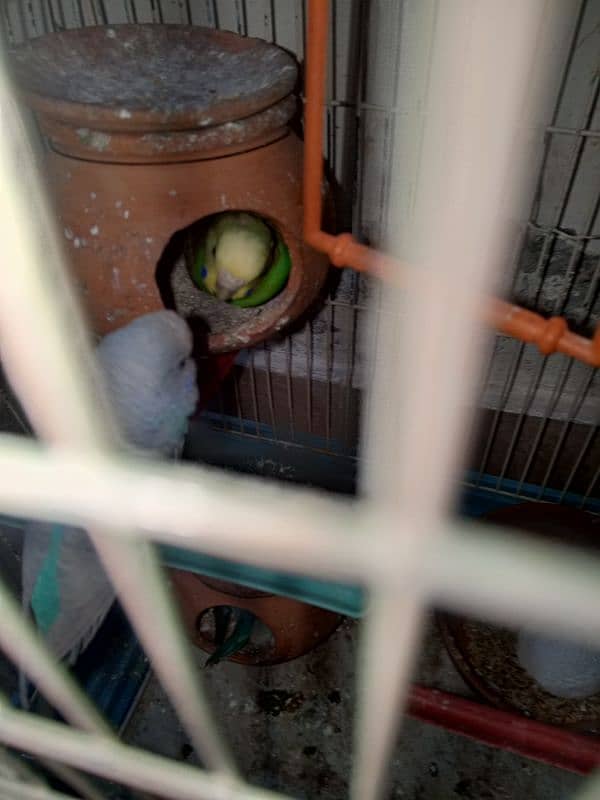 Australian budgies parrot 1