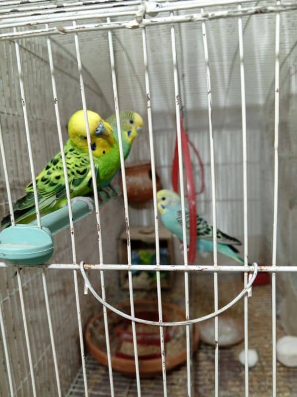 Australian budgies parrot 3