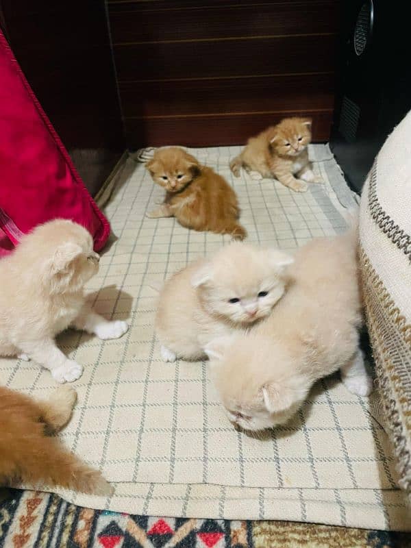 Persian Kittens 0