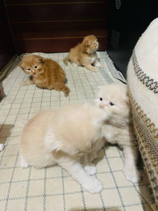 Persian Kittens 1