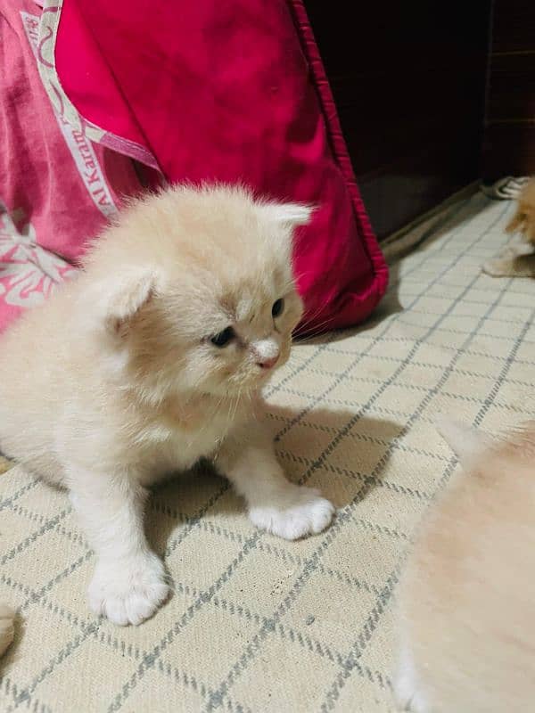 Persian Kittens 2