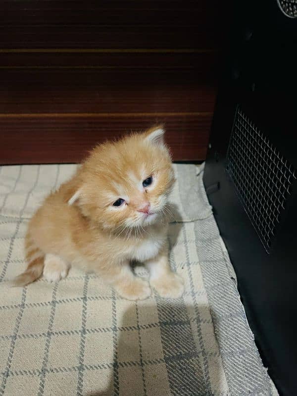 Persian Kittens 3