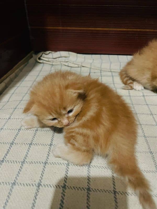 Persian Kittens 4