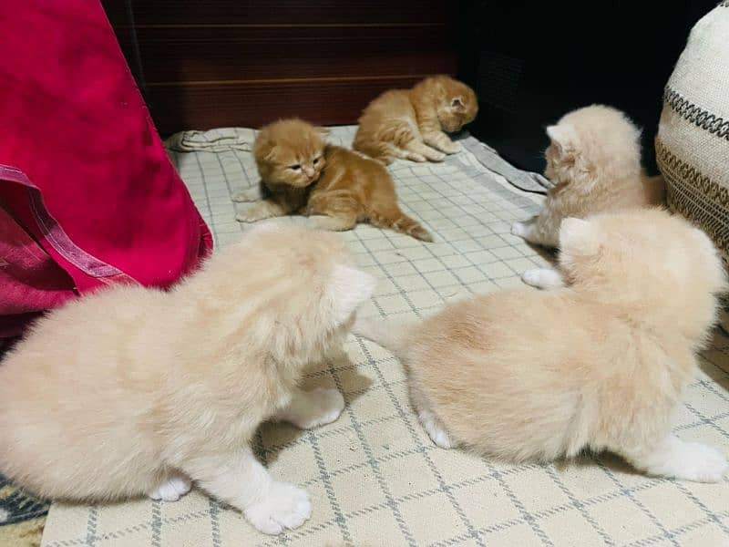Persian Kittens 5