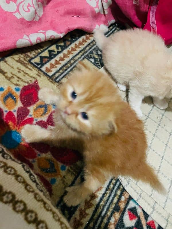 Persian Kittens 6