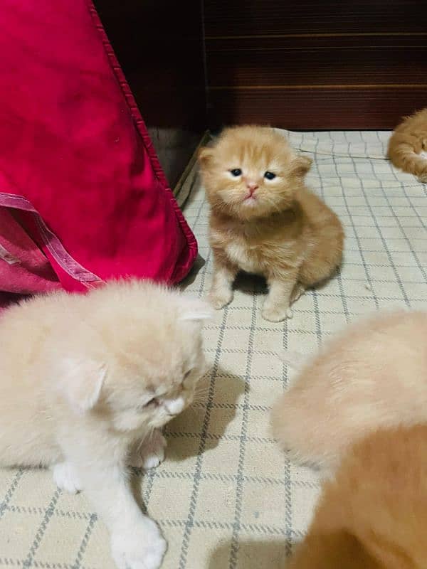 Persian Kittens 7