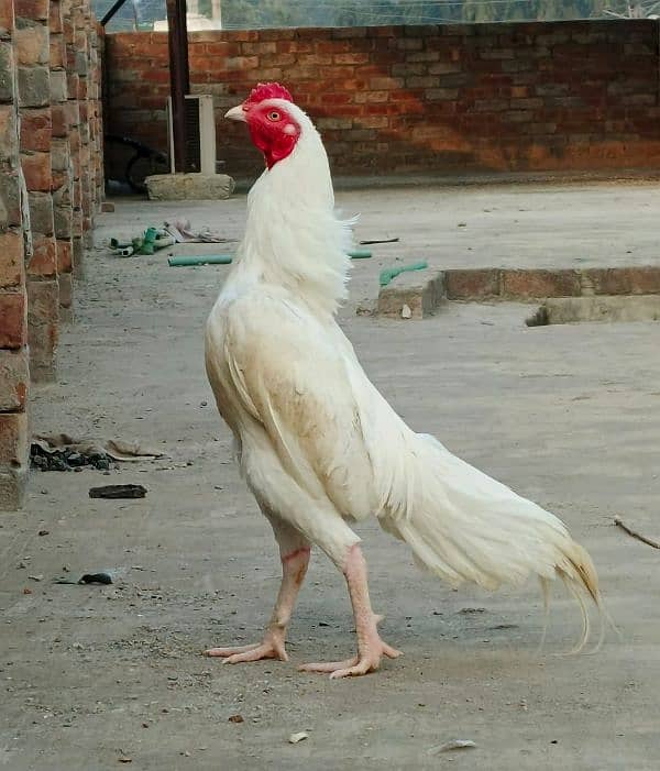 pair heera for sale 0