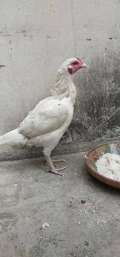 heera madi for sale