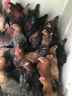 DESI MURGIA FORSALE- eggs lying start- home breed